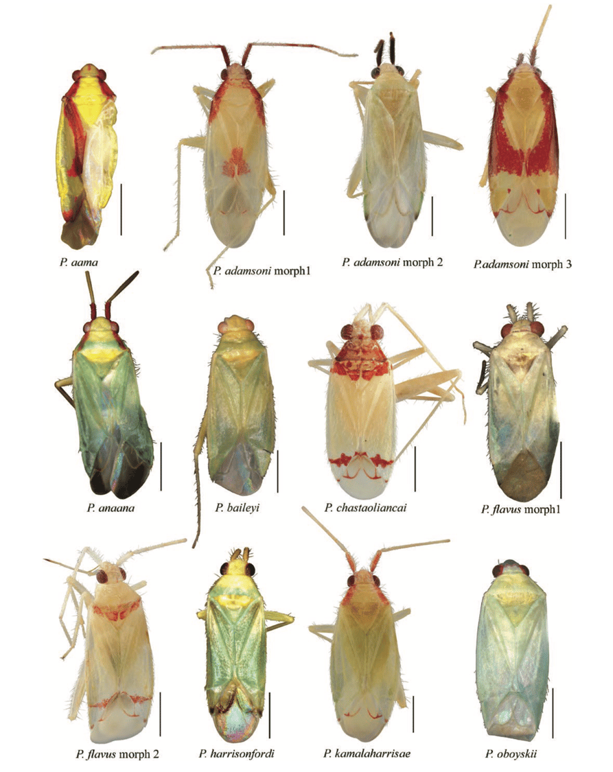 New Species of Tahitian Plant Bugs Named in Honor of Kamala Harris and ...