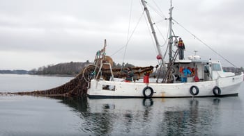Fixing Food - Kelp boat 1