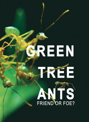 Green Tree Ants Friend or Foe