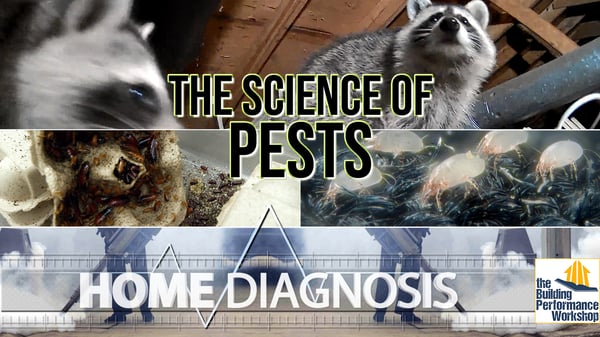 HOME DIAGNOSIS - 3 LITTLE CRITTERS