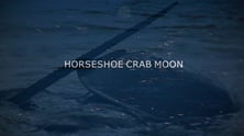 Horseshoe Crab Moon 1