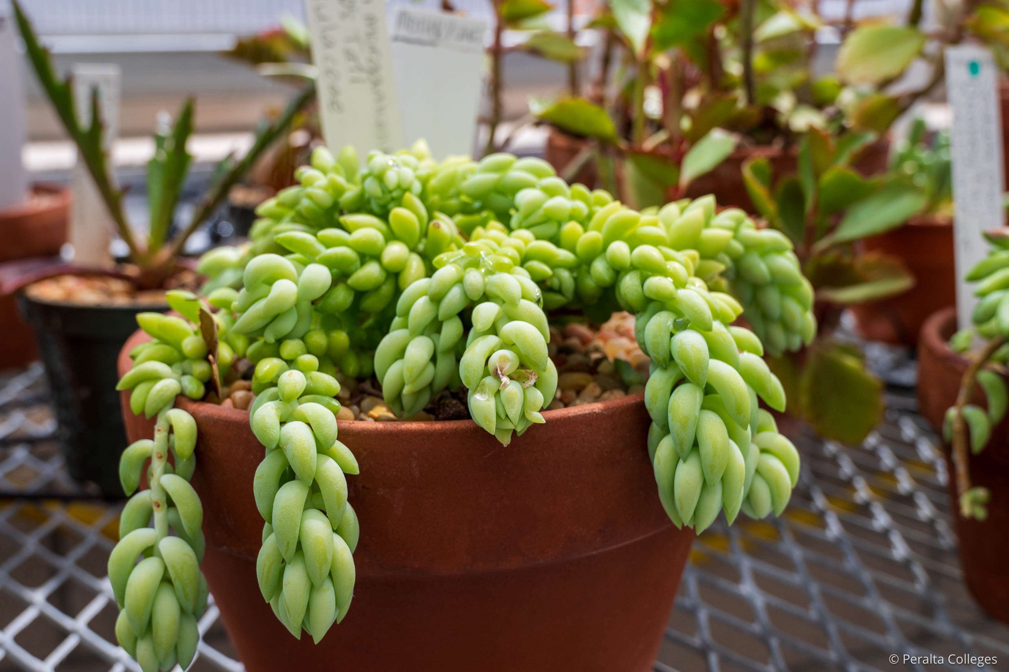Merritt Horticulture Ribbon-Cutting Plants