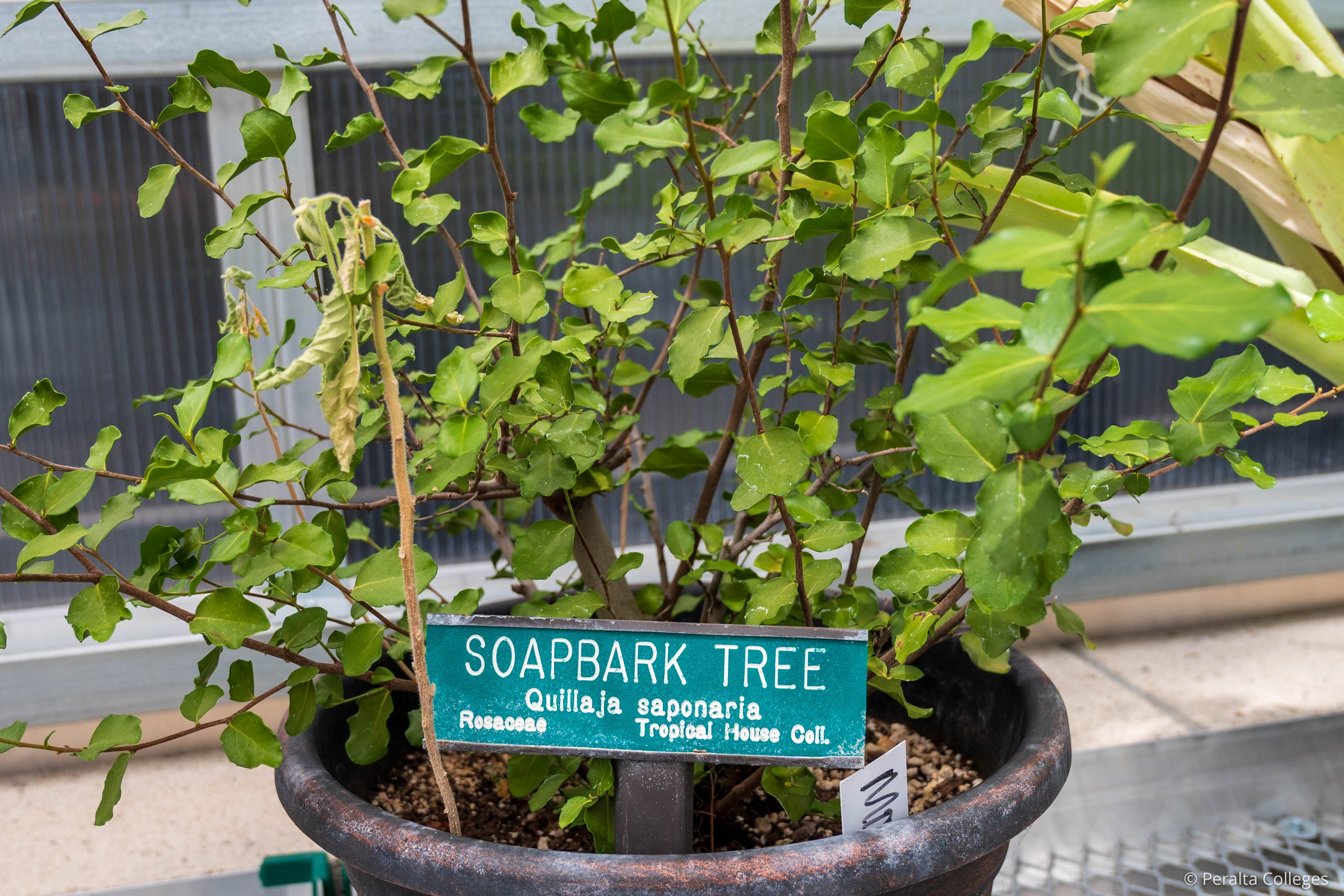 Merritt Horticulture Ribbon-Cutting Soapbark Tree