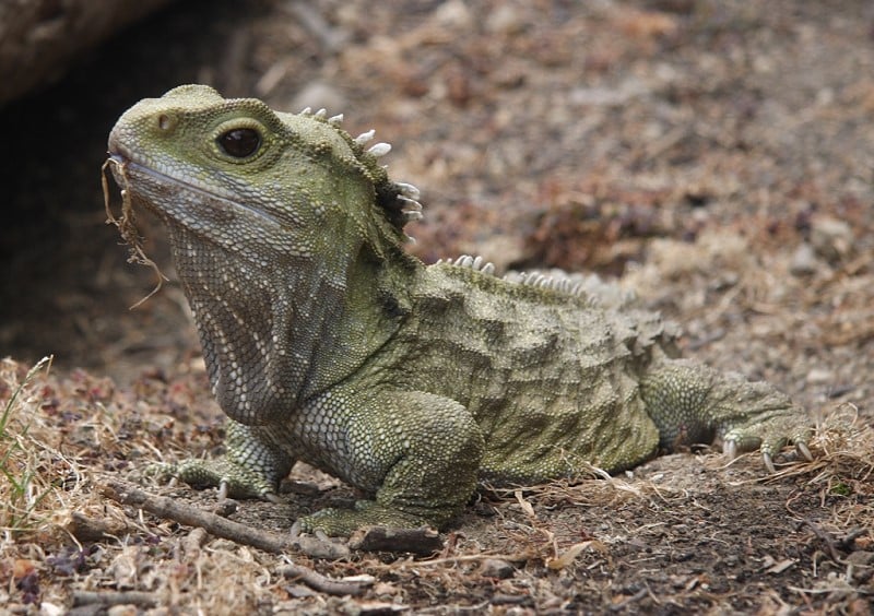 Tuatara image courtesy of Wikimedia