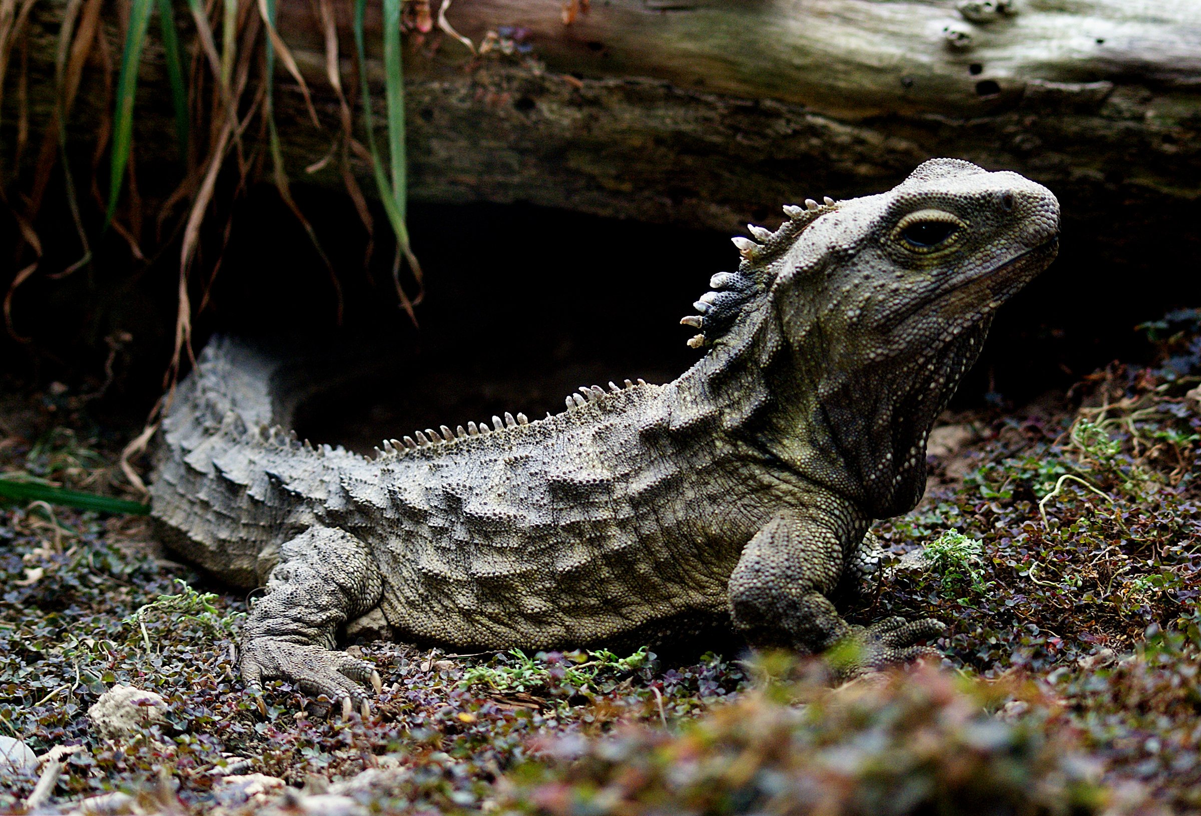 Tuatara from New Zealand