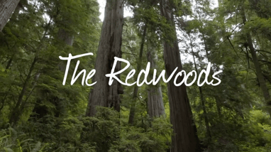 Walkin California - The Redwoods title